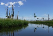 Minesing Swamp
